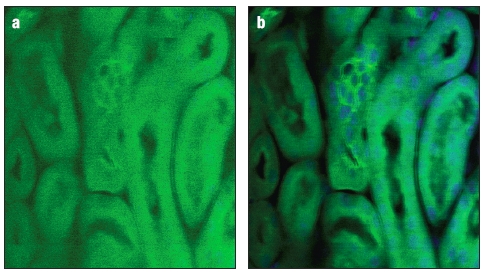 Multiphoton Images