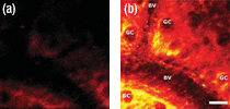 Figure 2b