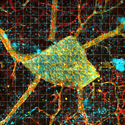 Large-Area Mosaic Tiled Image of a Rat Retina
