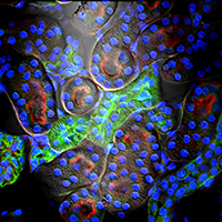 DIC and Confocal Fluorescence Kidney Cells