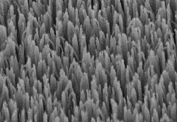 Top View SEM of the Textured Window Surface