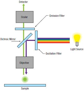 Wide Field Epi-Fluorescence