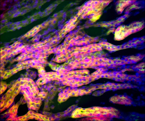 Image of a mouse kidney acquired using a Cerna microscope.</br>(Courtesy of the Lab of Dr. Peter Stys, University of Calgary.)