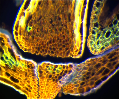 Image of a flower acquired using a Cerna microscope.</br>(Courtesy of the Lab of Dr. Peter Stys, University of Calgary.)