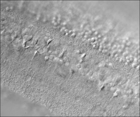 Dodt gradient contrast image of a mouse retina using a Cerna microscope.