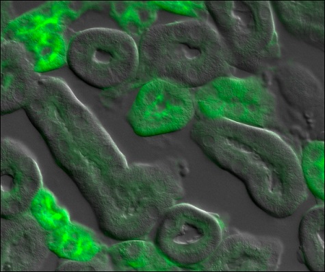 Combined DIC and epi-fluorescence of mouse kidney cells using a Cerna microscope.