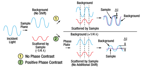 Principles of Phase Contrast Microscopy