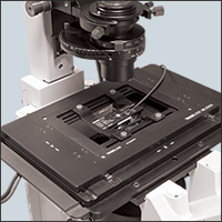 S170C in a Microscope Slide Holder